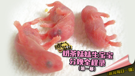 【萌宠每日一撸】奶茶妹妹生宝宝分娩全程录(第一幕)
